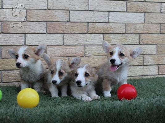 Κουτάβια Welsh Corgi Pembroke